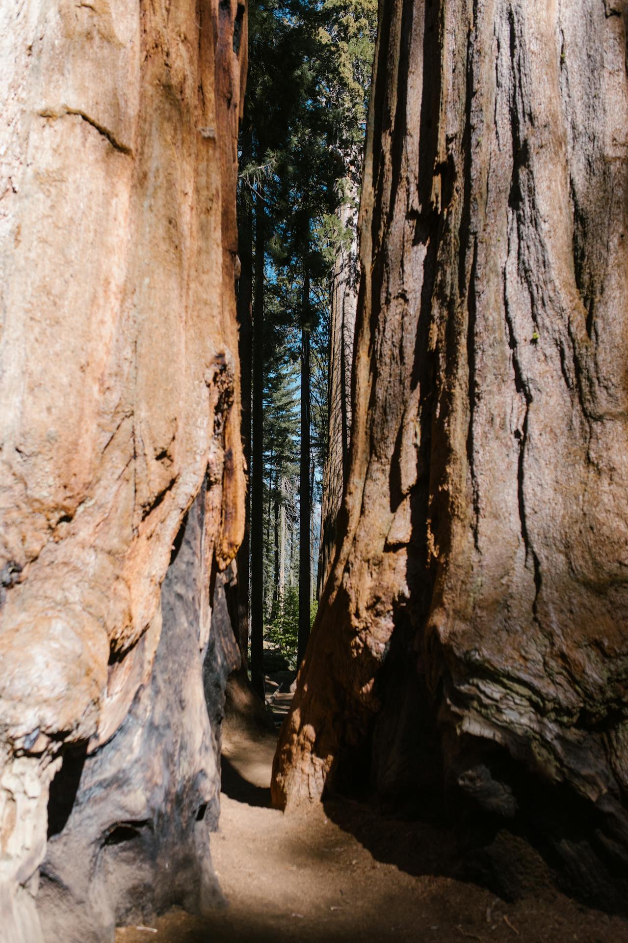 pexels-rdne-8552645
