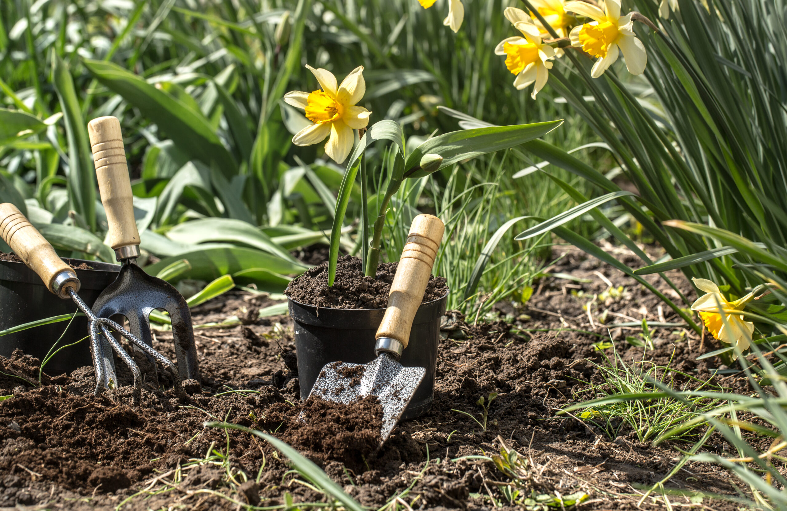 Bloemen in de tuin planten
