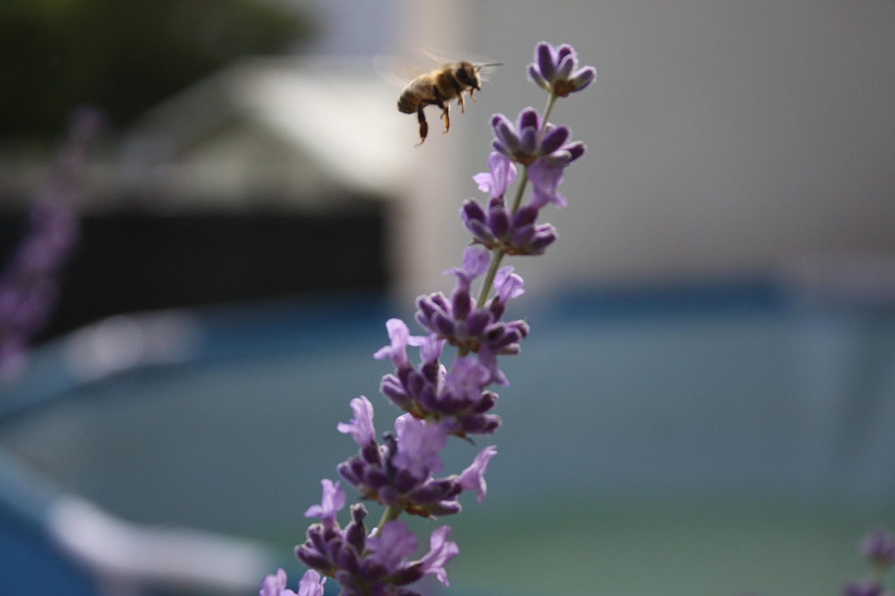 lavendel